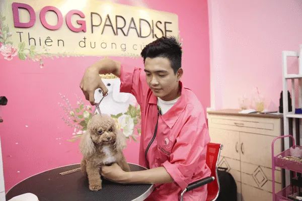 DogParadise.vn ảnh 1