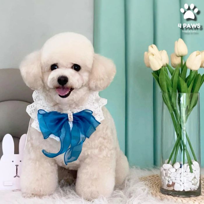 Spa Chó Mèo - Fourpaws ảnh 2