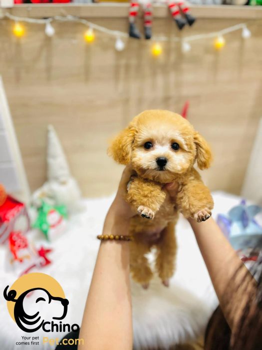 ChinoPet - Your Pet Comes First ảnh 1