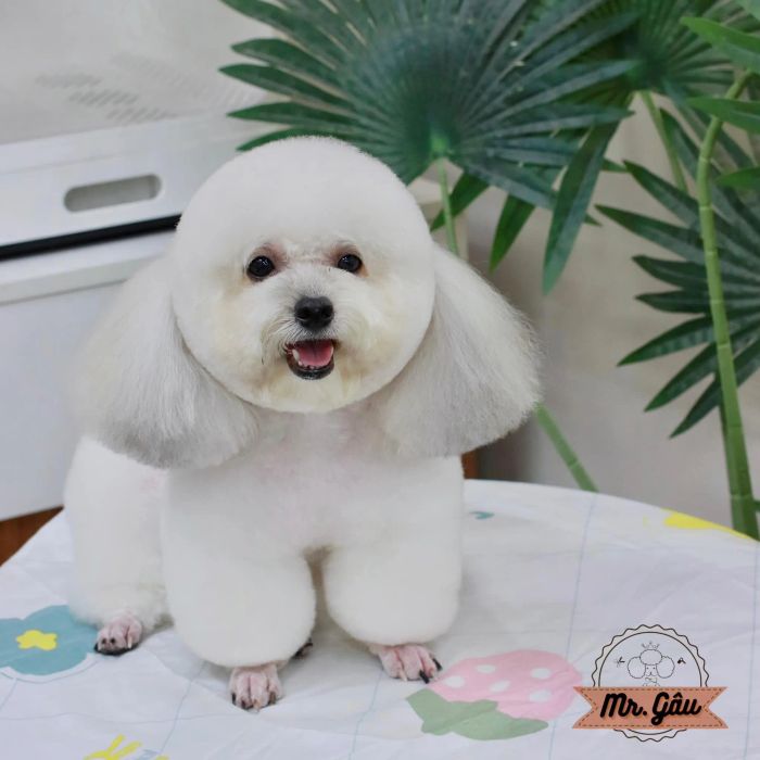 Hình ảnh ấn tượng từ Mr.Gâu, nơi thú cưng của bạn được chăm sóc tận tình với đội ngũ nhân viên chuyên nghiệp, giúp vật nuôi luôn xinh đẹp và khỏe mạnh. Dịch vụ của Mr.Gâu luôn đảm bảo mang lại sự hài lòng tuyệt đối cho các khách hàng.