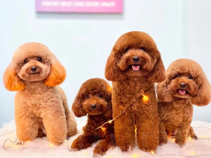 Spa Chó Mèo - Fourpaws ảnh 1