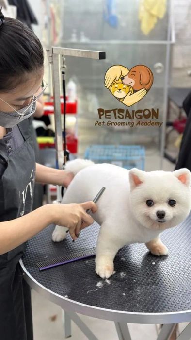 Petsaigon ảnh 2