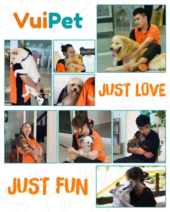 Hình ảnh tuyệt đẹp tại VuiPet, nơi thú cưng không chỉ được làm đẹp mà còn được yêu thương, chăm sóc với sự tỉ mỉ và chuyên nghiệp.