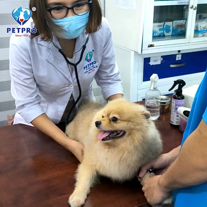 Bệnh viện Thú-Y PETPRO ảnh 1