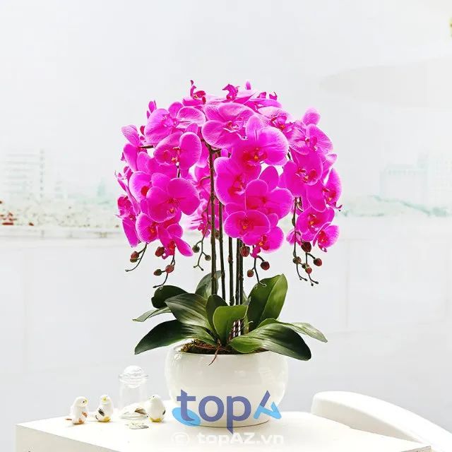 Địa chỉ vàng cho những ai yêu thích hoa lan hồ điệp tại Tây Hồ