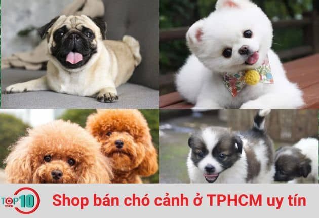 Điểm danh những địa chỉ mua chó cảnh chất lượng tại Sài Gòn