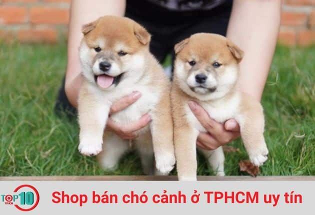 Thú Kiểng Shop - Thiên đường thú cưng thuần chủng