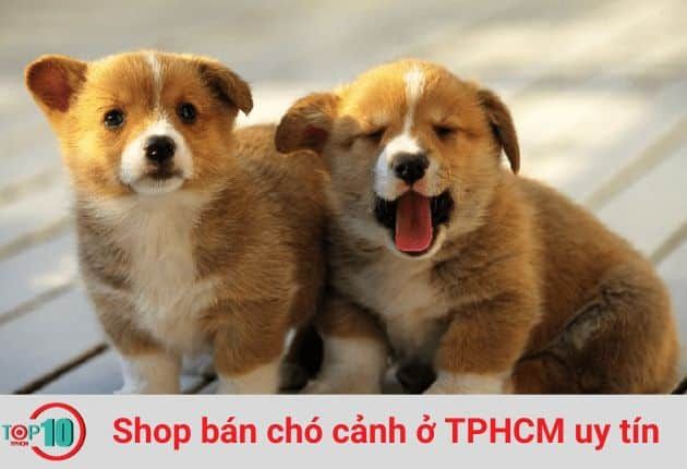 F8 Kennel - Thiên đường chó cảnh đáng yêu
