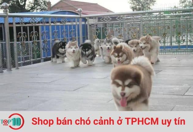 Trại Chó HCM - Chuyên gia chó cảnh thuần chủng