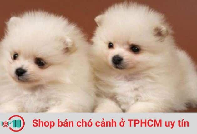Bin Bon Dog Shop - Chuyên gia chó cảnh Sài Gòn