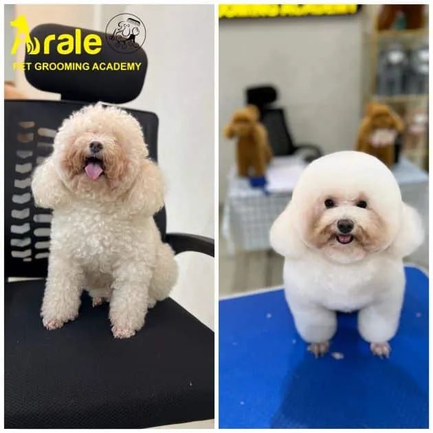 Arale Petshop - Spa Thú Cưng Chất Lượng