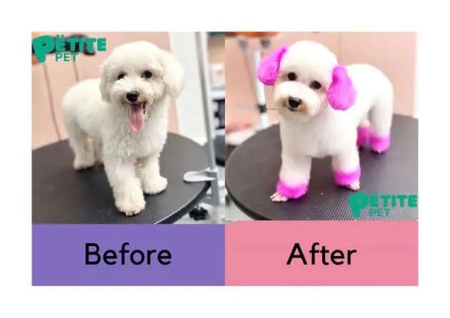 Petite Pet - Đẳng cấp chăm sóc thú cưng