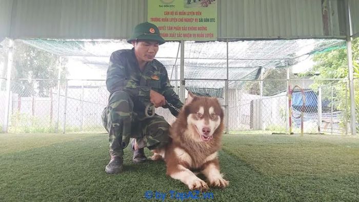 Địa chỉ phối giống chó Alaska tại TPHCM