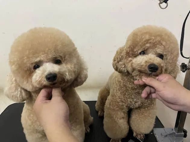 Su Pet - Spa Thú Cưng Cao Cấp