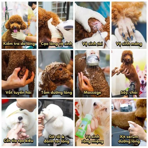 Pet's Home - Trọn gói dịch vụ thú cưng