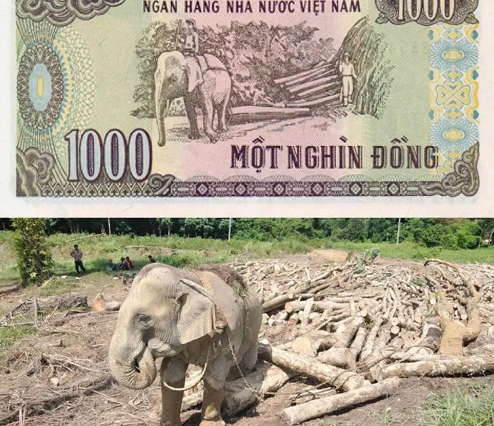 Hình ảnh khai thác gỗ Tây Nguyên trên tờ 1.000 đồng