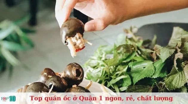 9 Ốc - Tinh hoa ẩm thực biển