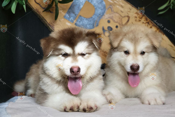Hình ảnh Dogily Petshop 1