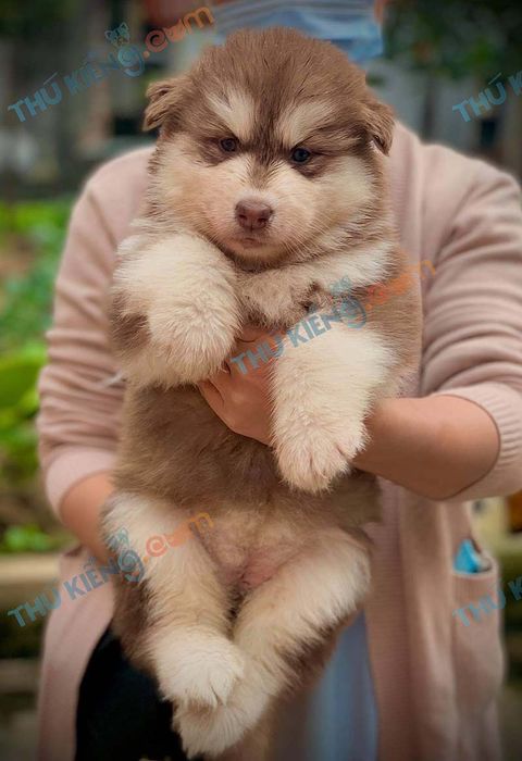 Hình ảnh Thú Kiểng