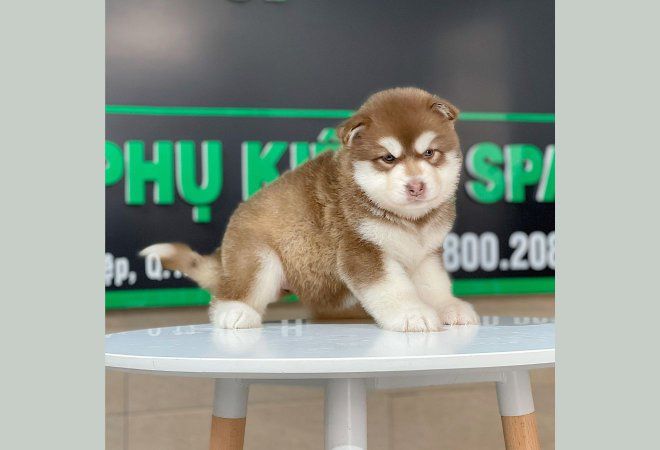 Hình ảnh Letrungpet.com 1