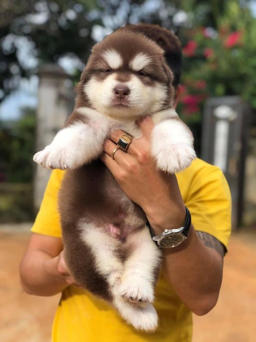 Hình ảnh King Pet Mart 2