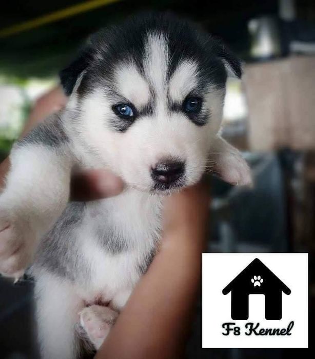 Hình ảnh Trại F8 Kennel 2