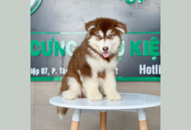 Hình ảnh Letrungpet.com 2