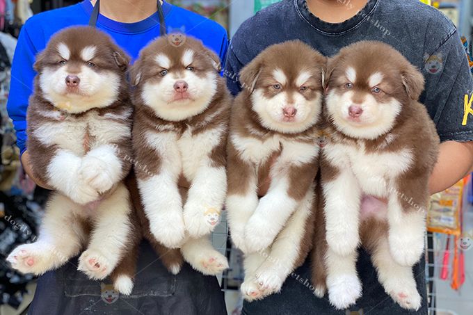 Hình ảnh Dogily Petshop 2