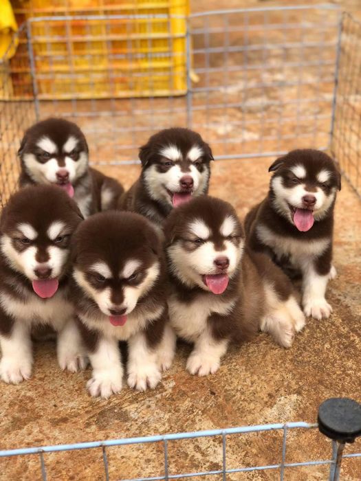 Hình ảnh King Pet Mart 1