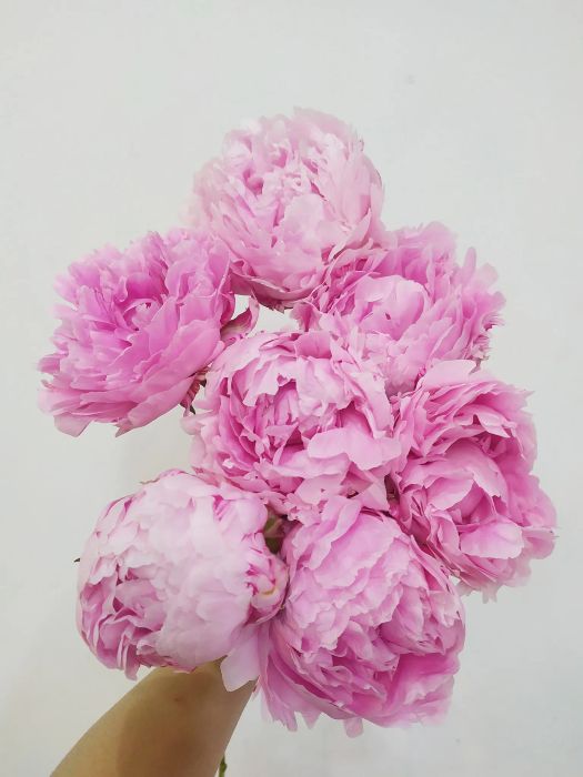Những đóa hoa nhập khẩu cao cấp tại Talia Flower Shop