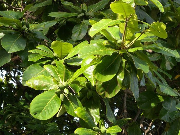 Dưới tán lá rợp mát, những chùm quả bàng non xanh lấp lánh như những viên ngọc thô, đang vươn mình đón nhận những tia nắng đầu mùa.