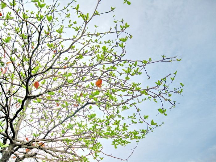 Mùa đông, cây bàng trụi lá, những cành khẳng khiu như gầy guộc trước gió lạnh, nhưng ẩn sau những cành khô ấy là những mầm sống mới đang âm thầm lớn lên, chờ đợi mùa xuân để vươn mình. Dù mùa đông có khắc nghiệt đến đâu, cây vẫn kiên cường đứng vững, như một biểu tượng của sự sống mạnh mẽ, bền bỉ qua thời gian.