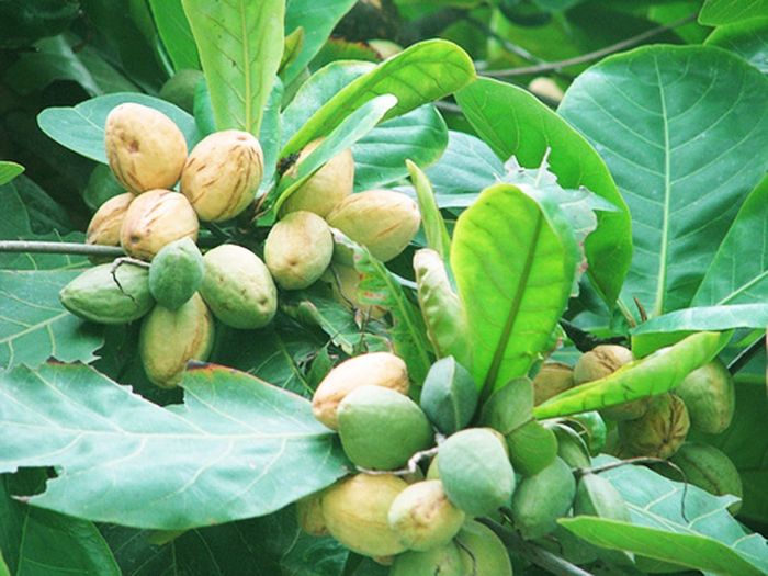 Cây bàng đã trải qua bao nhiêu năm tháng, vượt qua bao nắng mưa, gió bão, nhưng vẫn luôn hiên ngang, xanh tươi và lớn lên theo thời gian, như một người bạn vĩ đại của em.