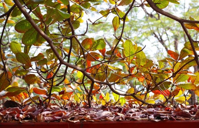 Lá bàng từ màu vàng nhạt, sậm dần rồi chuyển sang đỏ thẫm, báo hiệu mùa thu đã về.