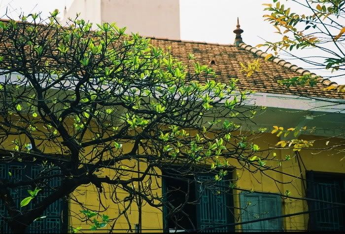 Cây bàng lẻ loi mùa đông, nhưng khi xuân đến, những chồi non bắt đầu vươn lên chào đón ánh nắng ấm áp