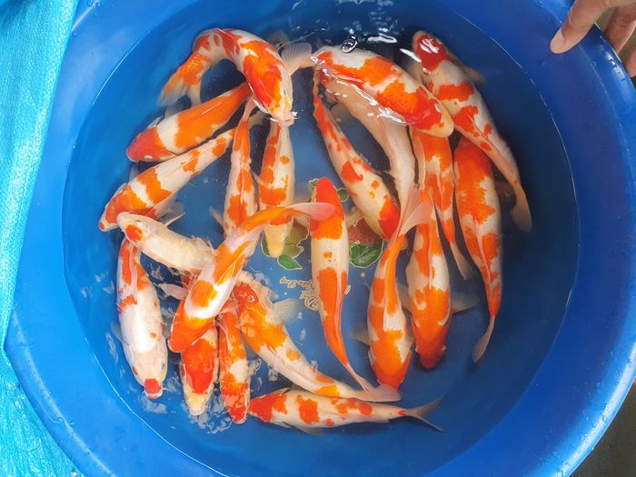 Hình ảnh đẹp mắt về Cá Koi Nam Định - Nơi hội tụ những chú cá Koi khỏe mạnh, rực rỡ