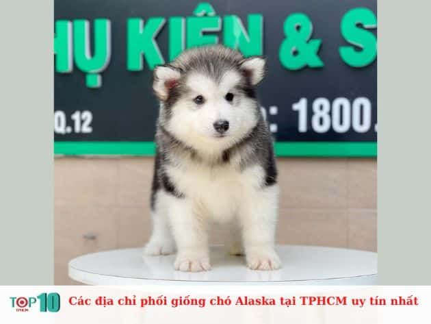 Chi phí phối giống chó Alaska tại Lê Trung Pet chỉ từ 5-6 triệu đồng, mức giá hợp lý cho dịch vụ chất lượng cao.