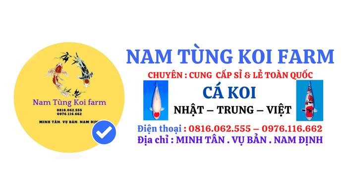Hình ảnh ấn tượng tại Nam Tùng Koi Farm - Nơi những chú Koi khỏe mạnh khoe sắc