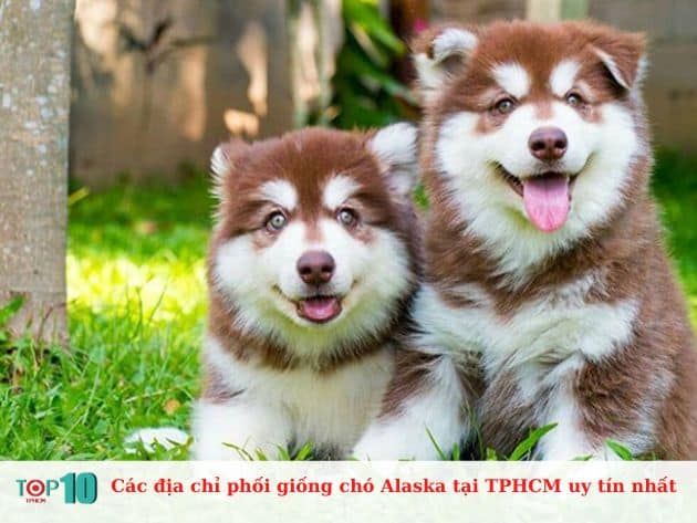 Những địa chỉ phối giống Alaska uy tín hàng đầu tại TP.HCM