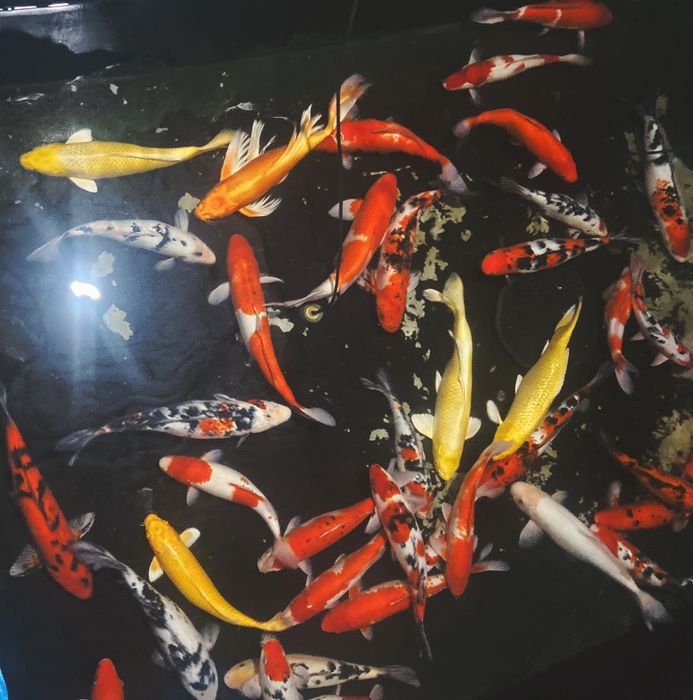 Hình ảnh ấn tượng về Thắng Koi Farm - Nơi những chú cá Koi kiều diễm được chăm sóc tỉ mỉ