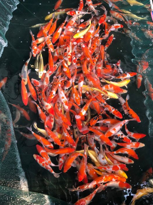 Bộ sưu tập cá Koi đa dạng tại Nam Tùng Koi Farm - Sự lựa chọn hoàn hảo cho mọi không gian