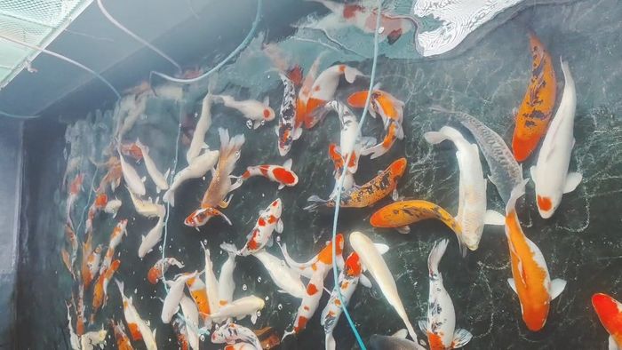 Hình ảnh Thắng Koi Farm - Nơi ươm mầm những chú cá Koi tuyệt đẹp