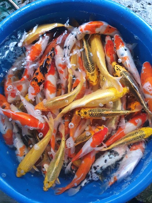 Bộ sưu tập hình ảnh ấn tượng tại Cá Koi Nam Định - Nơi những chú Koi rực rỡ khoe sắc