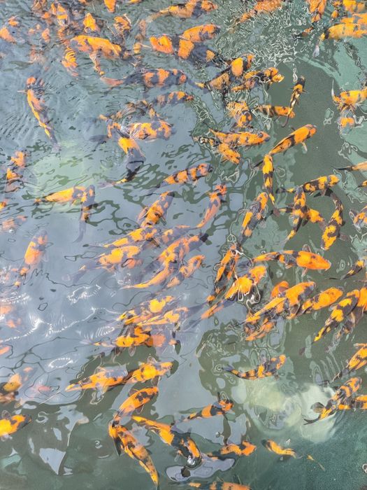 Bộ sưu tập cá Koi ấn tượng tại Ishi Koi Farm - Vẻ đẹp chuẩn Nhật từng chi tiết