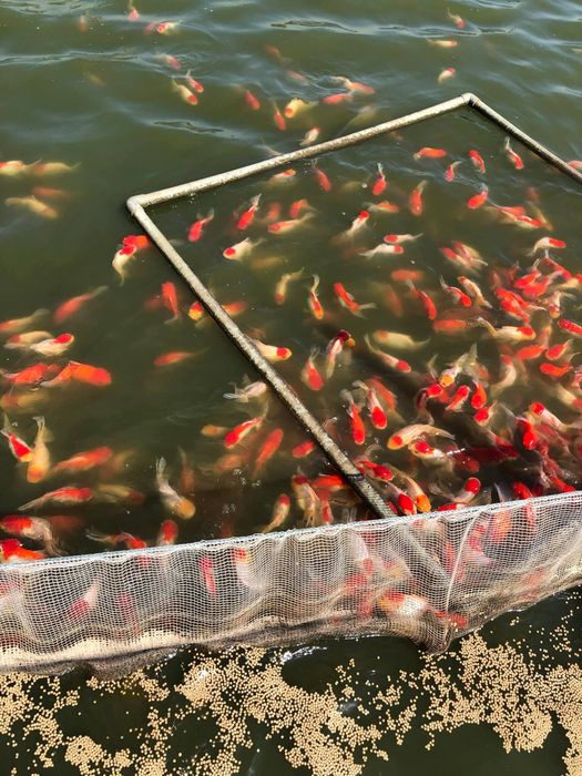 Hình ảnh đẹp mắt về những chú cá Koi tại Trần Sơn - Vẻ đẹp hoàn hảo từ hình dáng đến màu sắc