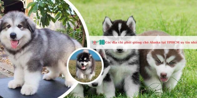 Danh sách các trung tâm phối giống Alaska uy tín hàng đầu Sài Thành