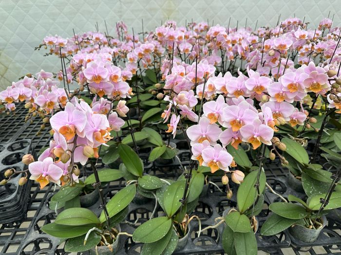 Siêu Thị Hoa Lan ảnh 1 - Kiệt tác đầu tiên trong bộ sưu tập lan hồ điệp đa dạng