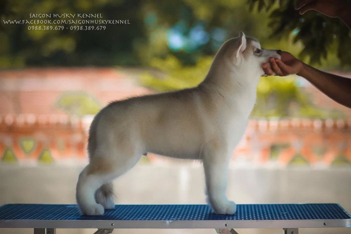 Những chú Husky khỏe mạnh tại Saigon Husky Kennel (Nguồn: Internet)