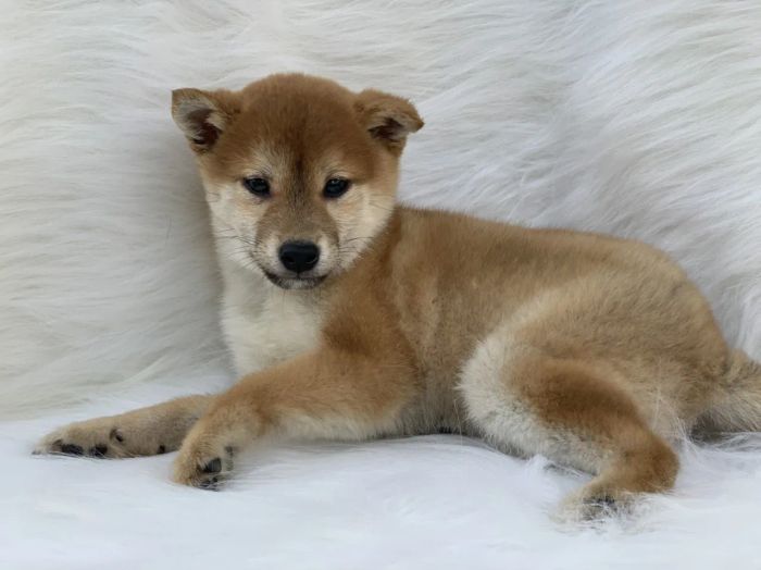 Hình ảnh F8 Kennel (Nguồn: Internet)