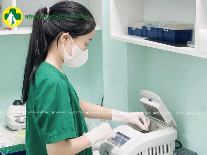 Hình ảnh minh họa chân thực từ bệnh viện thú y Mỹ Đình